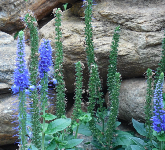 New Veronica Grandis Seeds Fast Free Shipping | 40 Seeds Heartleaf Speedwell Mystical Blue Blooms