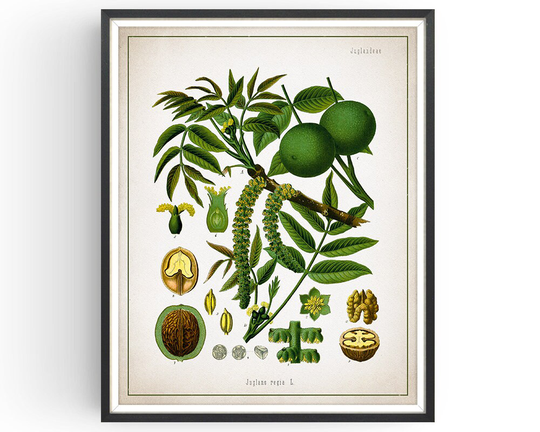 Walnut - Botanical Print Vintage Walnut Medicinal Plant Botany Decor Kitchen Unframed