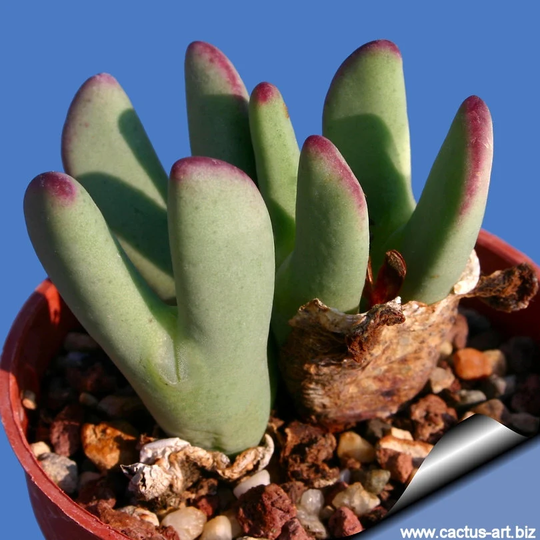 10 X Conophytum Bilobum Seeds- Mesembryanthemum Seeds - X Succulent Rarely Offered