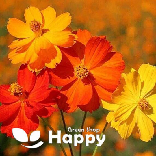 Dwarf Cosmos Flower - Orange Carpet 120 Seeds Mexican Aster Sulpherus Drought Tolerant