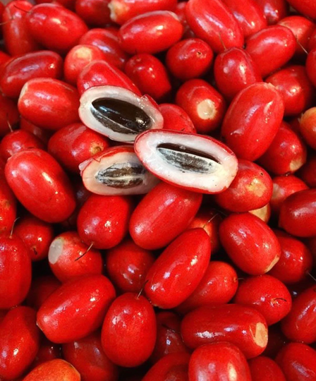 Miracle Fruit/Synsepalum Dulcificum/Miracle Berry Live Tree, 3 Ft Tall in Gallon Pot. No Shipping To California Ca