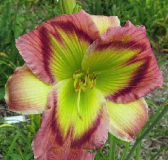 Daylily Seeds | Malachite Sunbird Flower Perennial Ready To Grow Rare Flowers