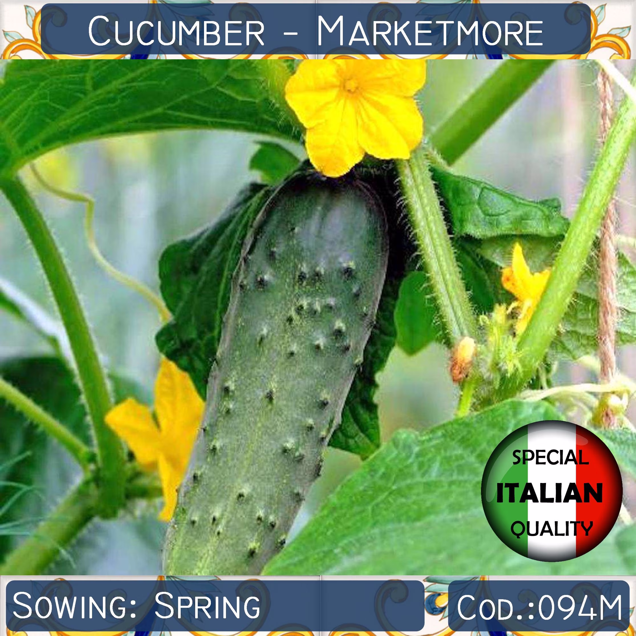 15 Cucumber Marketmore Seeds, Italian Vegetable Non Gmo #094M