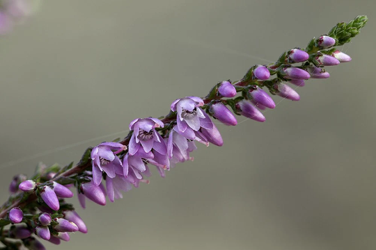 Calluna Vulgaris - Ling | Common Hether, Approx, 1000 Seeds Fairy Flower Seeds