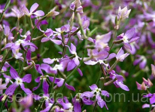 Flower Seeds Matiola