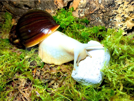 Calci Cake Kit + Mixing Bowl & Mould, Giant African Land Snails, Makes 10 Cakes