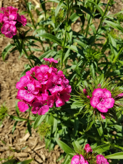 Deep Pink Sweet William | Dianthus Barbatus Flower Seeds Biennial 25+