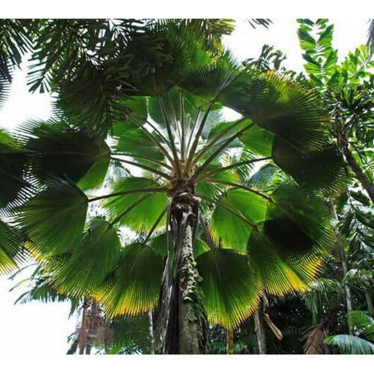 10 X Fiji Fan Palm Seeds. Pritchardia Pacifica