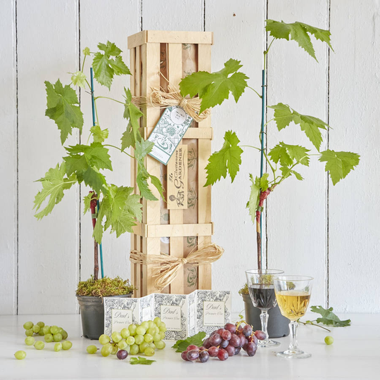 Grow Your Own Wine Gift Crate