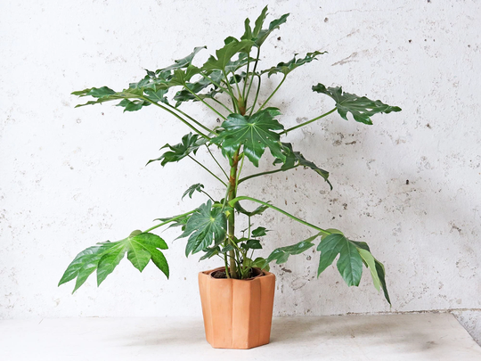 star Terracotta Plant Pot