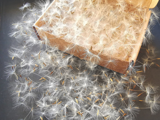 550 - 1100 Dandelion Seeds With Wisps Attached, Jewelry Making Supply, Dry Flower For Jewelry, Resin Dried Seed