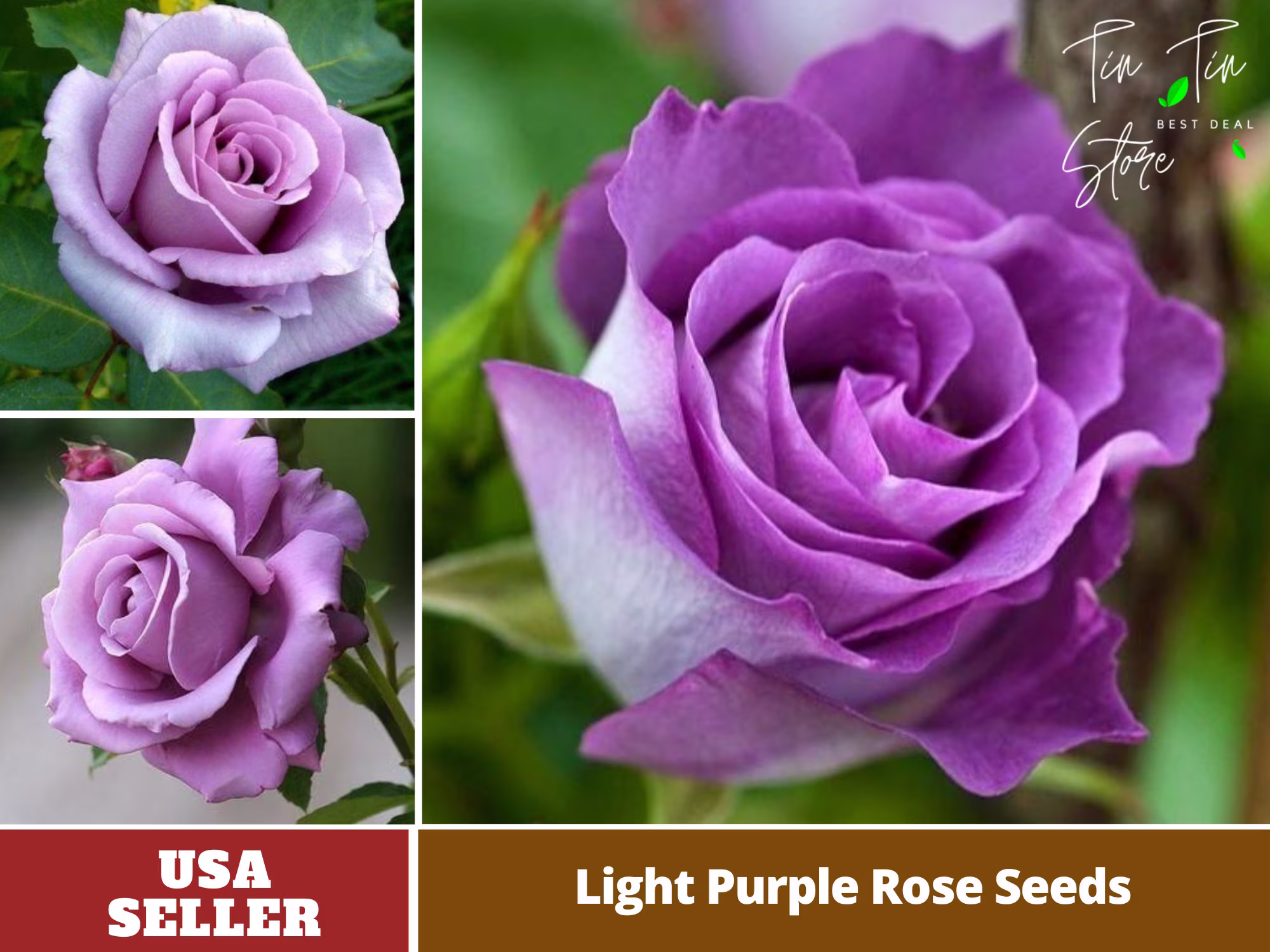 30 Rare Seeds-Light Purple Rose Seed-Perennial -Authentic Seeds-Flowers -Organic. Non Gmo -Vegetable Seeds-Mix Seeds For Plant-B3G1#1084