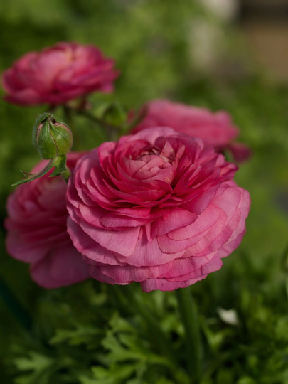 Ranunculus Seeds Bloomingdale Rose Shades 50 Thru 250 Pelleted