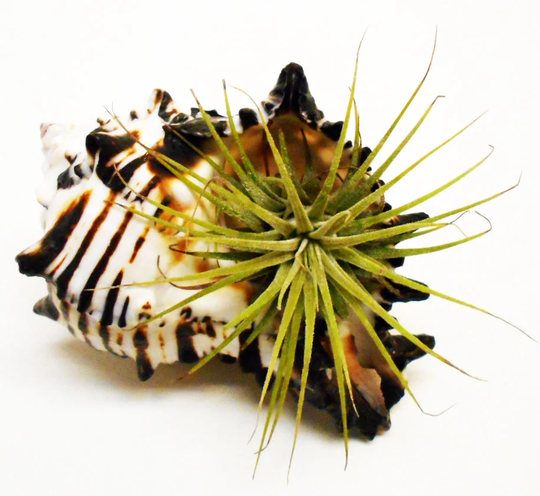 Beautiful Black Murex Shell Airplant Kit | TillandsiaAbout 4