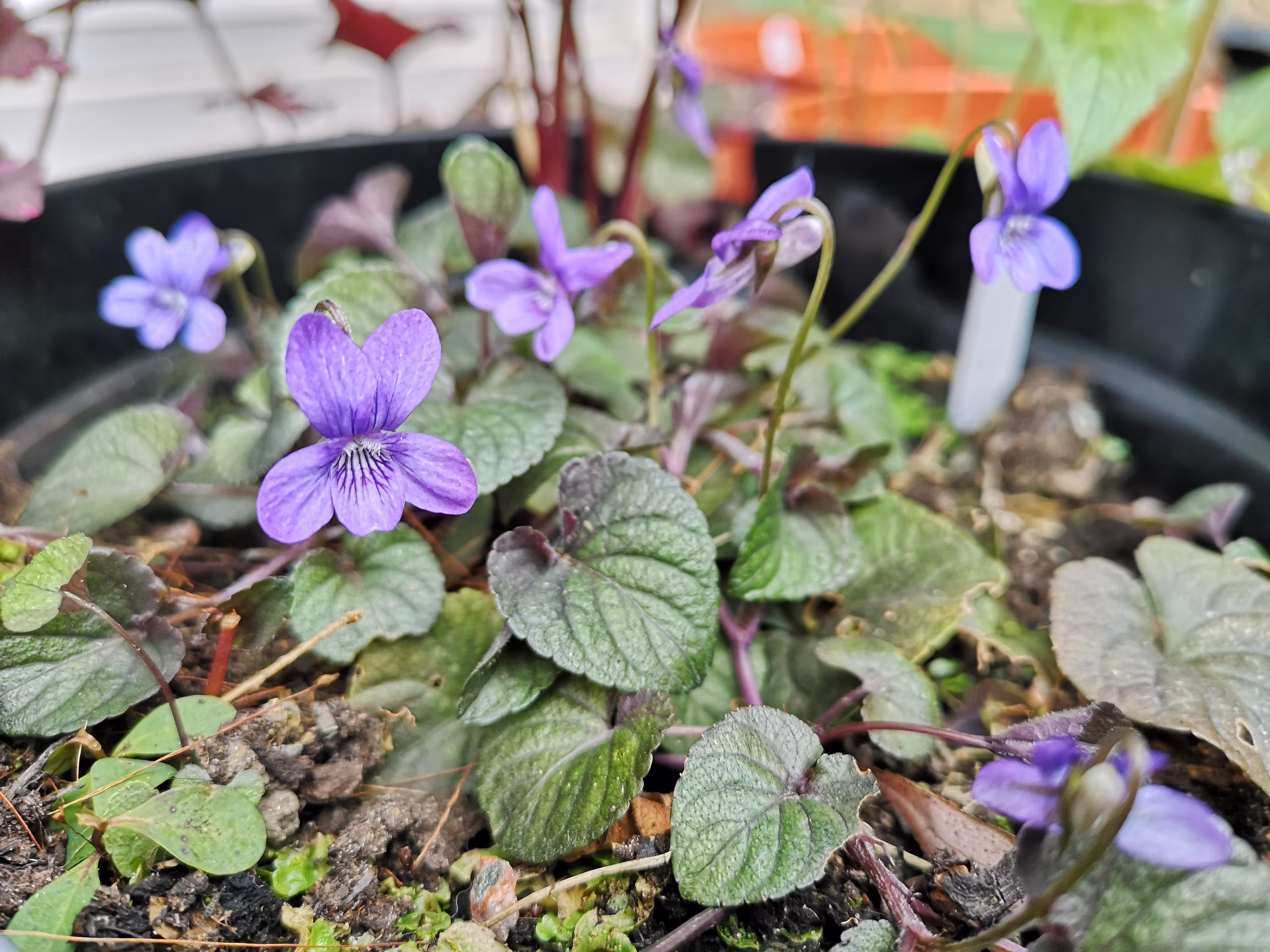 Viola Labradorica Seeds