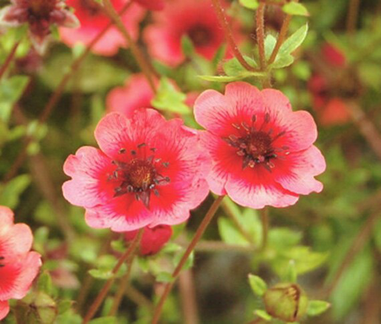 25 Potentilla Nepalensis Seeds, Nepal Cinquefoil Seeds , Crimson