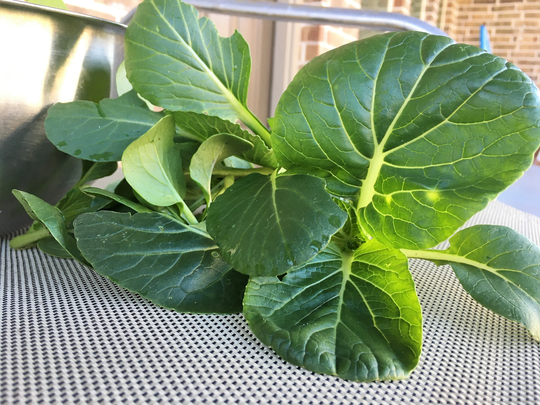 Organic Pak Choi Seeds/ Bok Choy Seeds