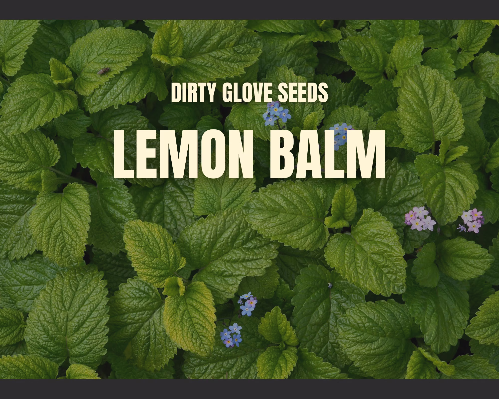Lemon Balm 100+ Seeds Medicinal & Culinary Herb Non-Gmo | Melissa Officinalis
