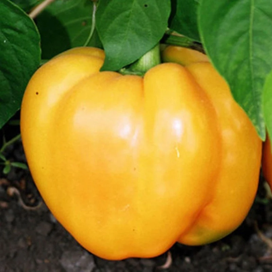 Sweet Pepper Golden Jubilee Seeds Heirloom Non Gmo For Planting | 201187