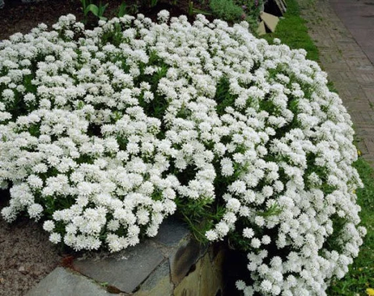 Rare Original Flower Seeds Iberis