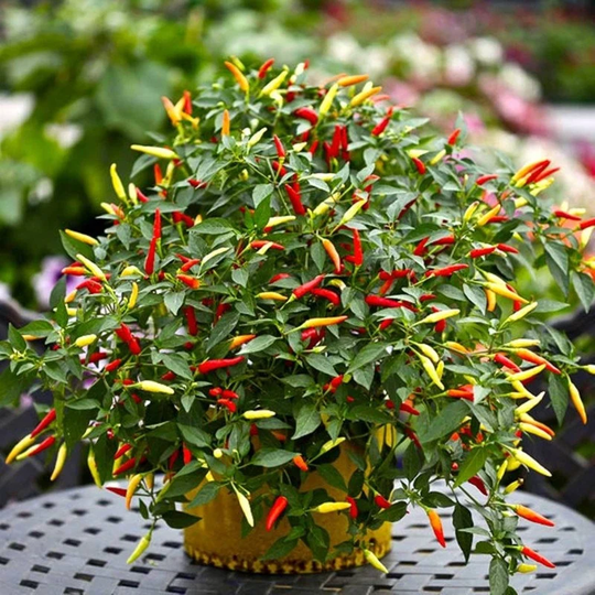 Pepper Decorative Indoor Seeds Open-Pollinating Non Gmo For Planting | 204598
