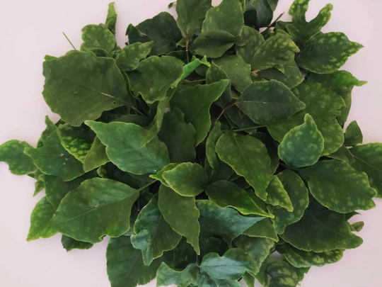 300+ Bel Leaves, Bael Leaves, Dried Bael Half Sun-Dried Fruit Leaves Tea, Bilva