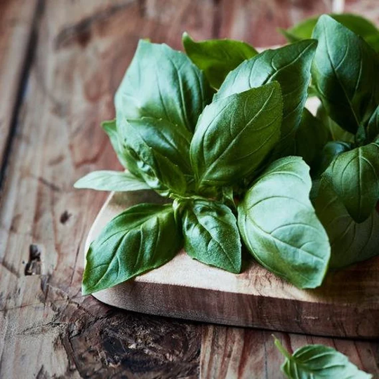 Usa Seller Large Leaf Italian Basil 100 Seeds Ocimum Basilicum