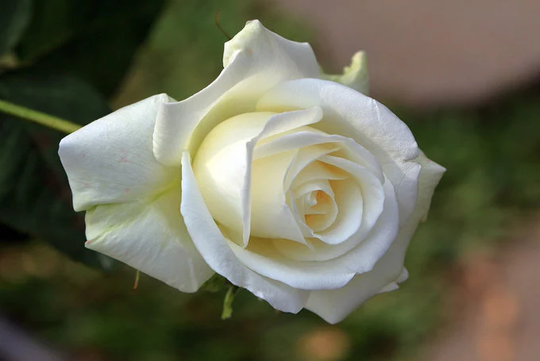 10 White Rose Rosa Bush Flower Seeds K1008