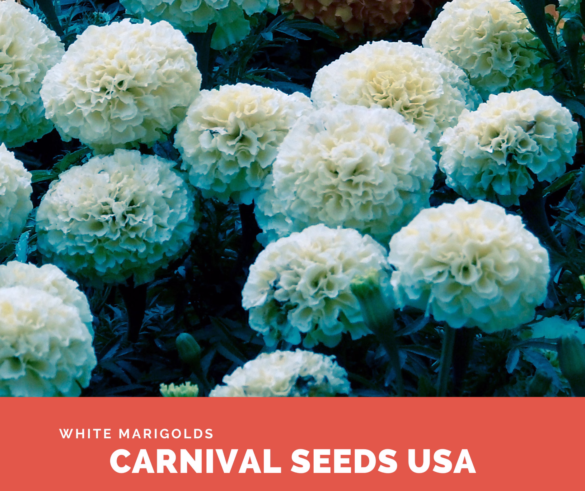White Marigolds - Seeds 30 Flower