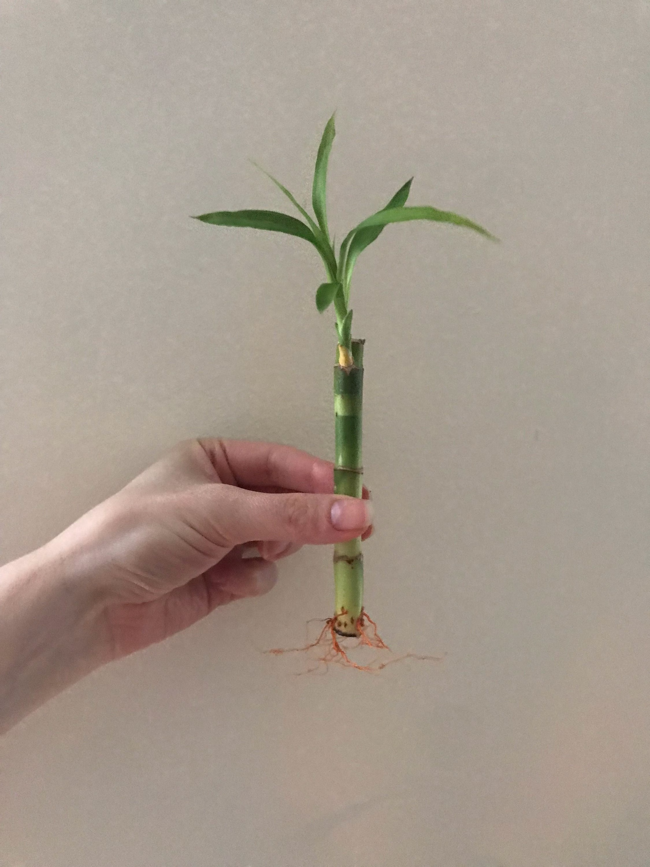 Straight Bamboo Stem, 3 Sizes, Rooted Bamboo Stems For Good Luck