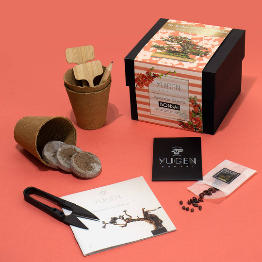 Japanese Quince Bonsai Tree Growing Kit