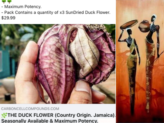 Duck Flower | Aristolochia Grandiflora - Our Monthly Outreach & Wellbeing Mineral For 9.99 Dollars | Offer Ends 28Th Dec 2022 Free Shipping