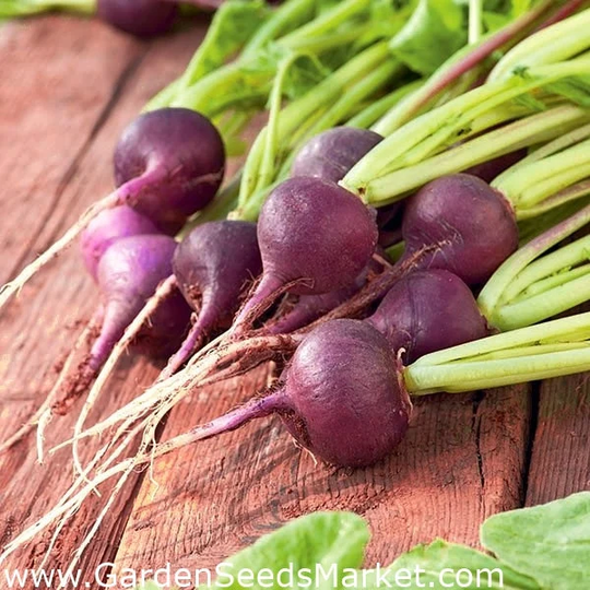 Radish Seeds Malaga