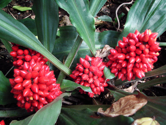 Palisota Barteri Very Rare Tropical African Houseplant 10 15 20 30 60 Fresh Seed White Flower Bright Red Berry Unusual Tradescantia Freeukp