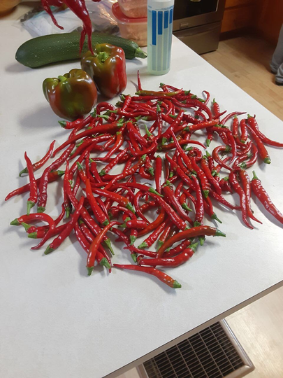 Dried Organic Cayenne Peppers