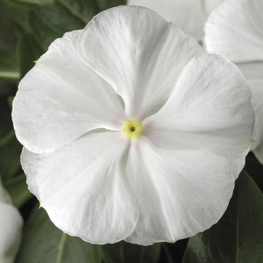 Vinca Seeds Sunstorm White 100 Thru 500 Catharanthus Roseus