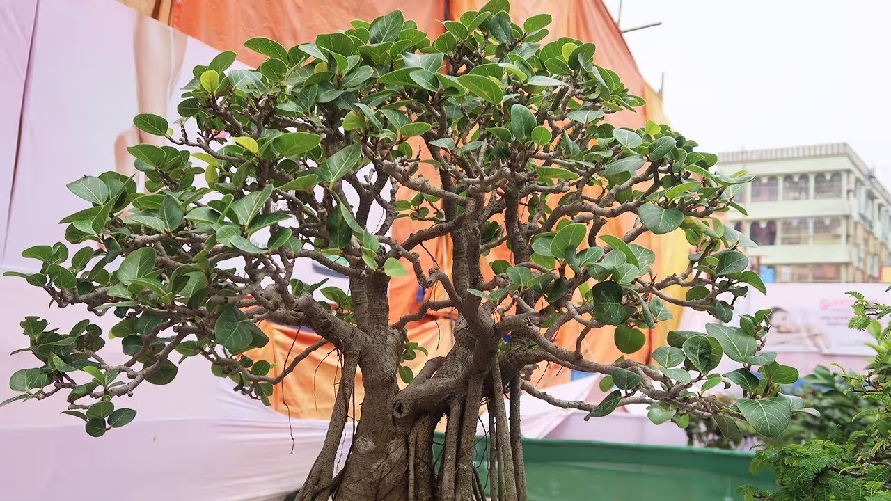 500 Ficus Infectoria Seeds, , Pilkhan Tree Seeds, White Fig Seeds