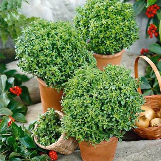 Usa Seller Minette Compact Basil 100 Seeds Ocimum Basilicum