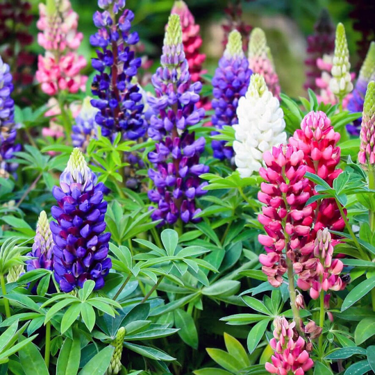 Perennial Lupine Summer Blend 1G/30 Seeds - Lupinus Polyphyllus Gmo Free