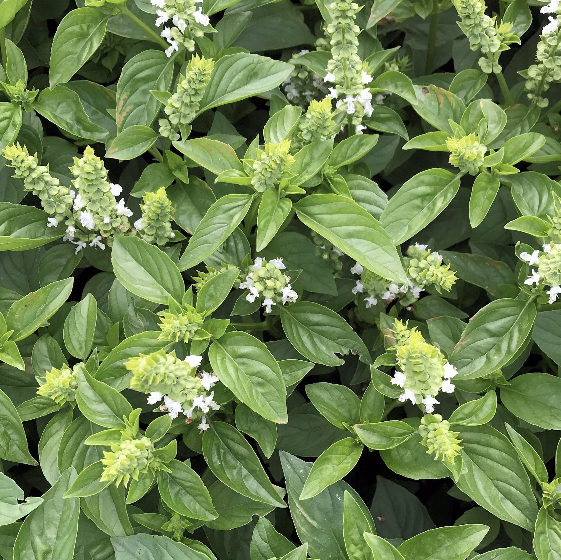 Lime Basil Seeds | Ocimum Basilicum Pot Herb Garden Ornamental Mexican Potpourri Thai Lemon Citrus Thyme Seed Nongmo For 2023 Fast Shipping