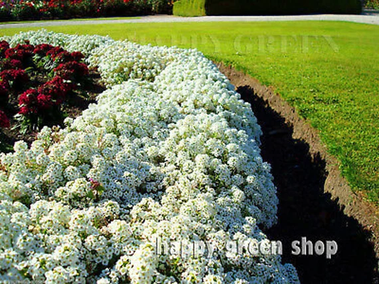 Alyssum - 1600 Seeds New Carpet Of Snow Lobularia Maritima Annual Flower