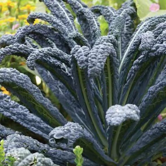 500 Kale Seeds - Kale Black Tuscan, King Of Nero Di Toscana Brassica Oleracea | UK Seller