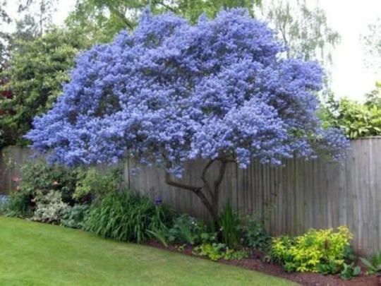 25 Creeping Mountain Lilac Seeds Tree Flowers Perennial Flower