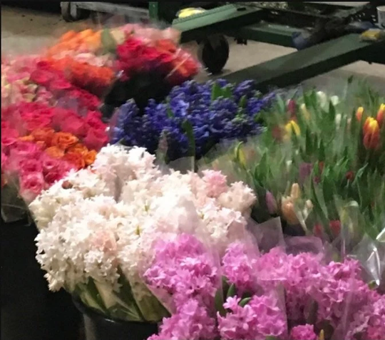 Mixed Colours Hyacinth Bulbs | Easy To Grow Free UK Postage