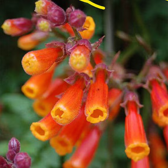 Chilean Glory Vine Mix - 200 Seeds Eccremocarpus Scaber Flower