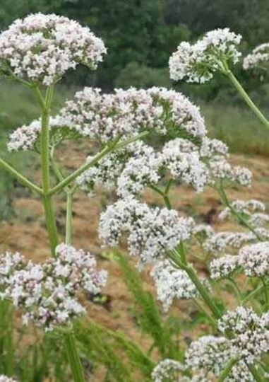 Valerian Seeds | Valeriana Officinalis. Organic