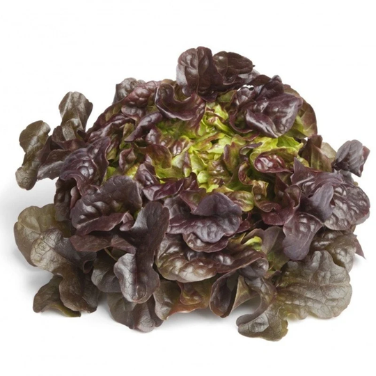 Oak Leaf Lettuce Seeds Heirloom Non Gmo For Planting | 203401