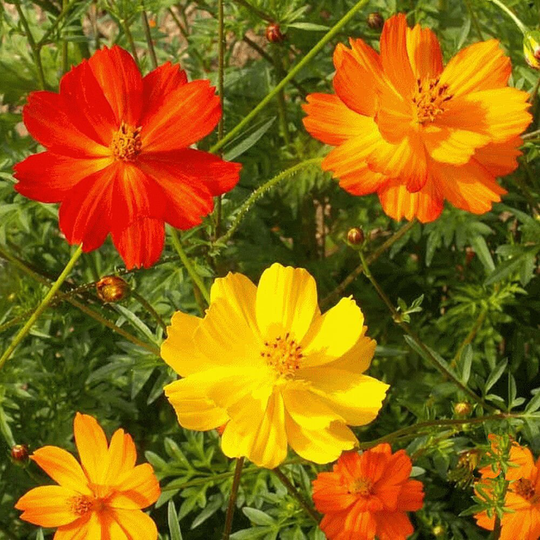 Cosmos Bright Lights, Approx. X50 Seeds