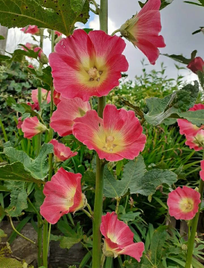 30-40 Mixed Colour Hollyhock Seeds, Typical Cottage Garden Flowers - Approx 20-30 Seeds ~ Bee Friendly, Grow Your Own