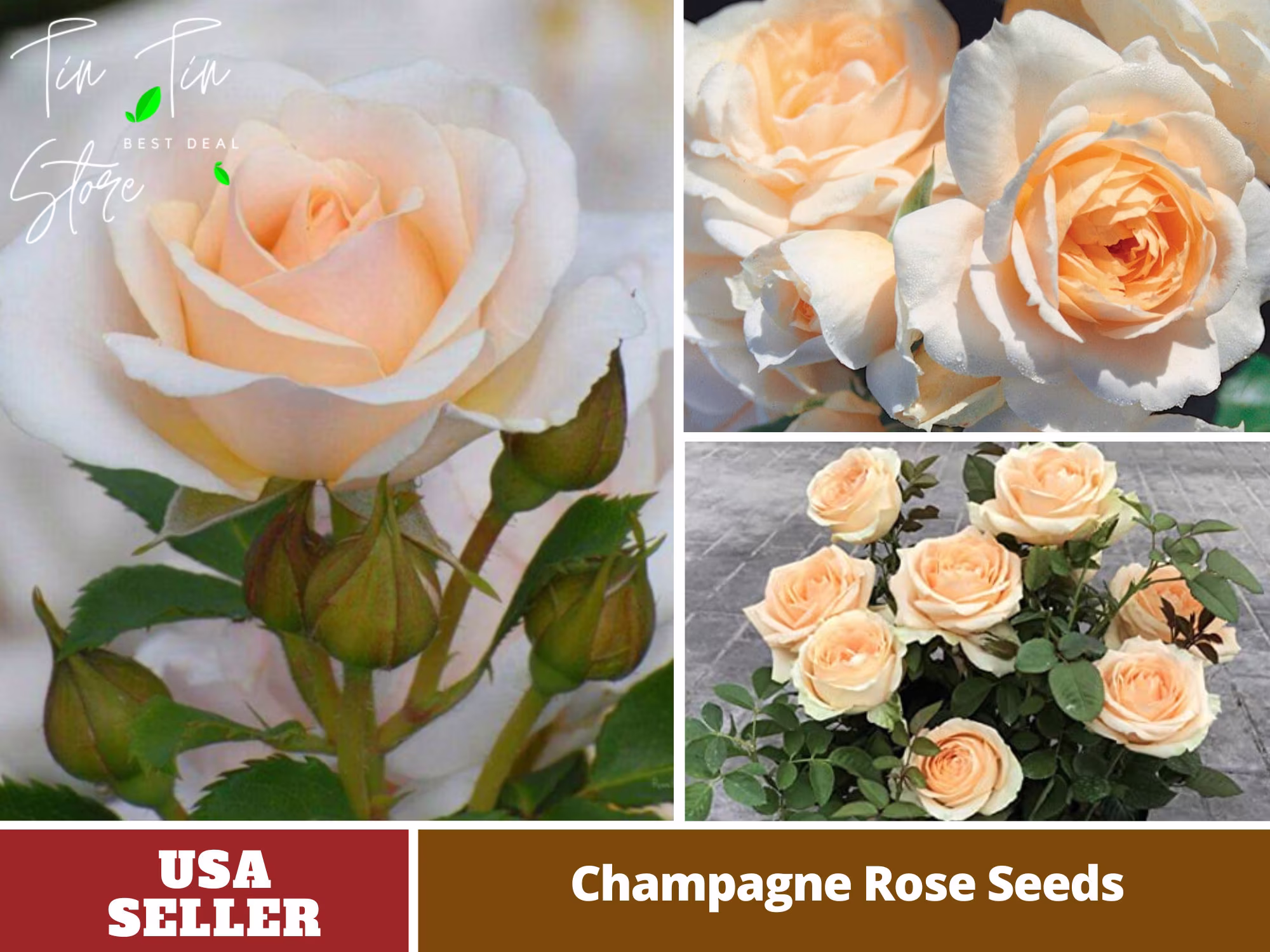 30 Rare Seed-Champagne Rose Seeds - Perennial -Authentic Seeds-Flowers -Organic. Non Gmo -Vegetable Seeds-Mix Seeds For Plant-B3G1#1104
